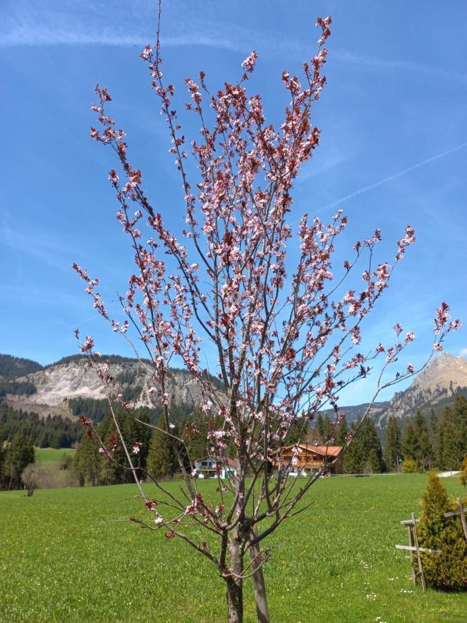 Am Schwand Apartment Gran Bagian luar foto